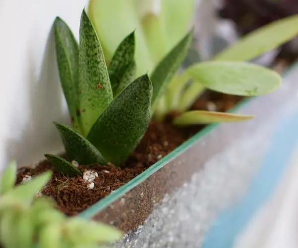 Petite Palace Appartamento *